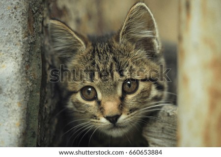 portrait of cute grey cat