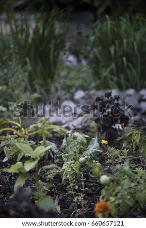 Urban garden with vegetables and flowers