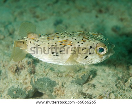Ballonfish-Diodon holocanthus, in shallow water, picture taken in south east Florida.
