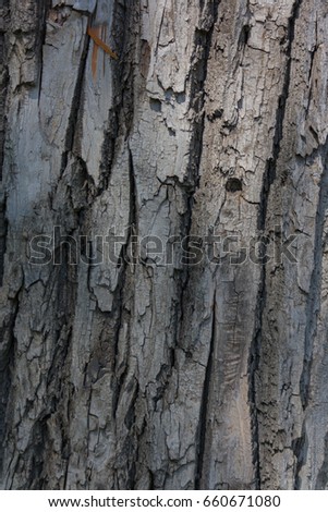 Old Wood Tree Texture Background Pattern close-up