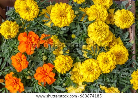 cardboard box with seedlings of yellow and orange marigolds