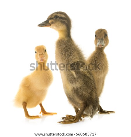 Indian Runner ducking in front of white background