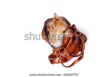 Chihuahua in Bag