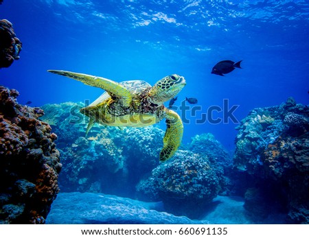 Sea turtle Royalty-Free Stock Photo #660691135