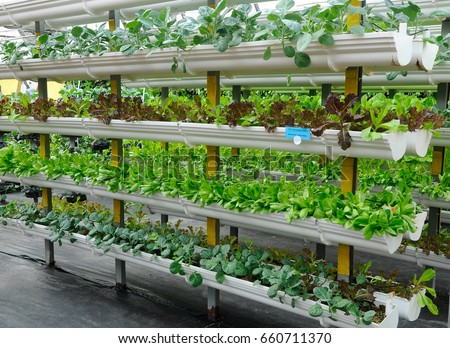 Vegetables are grown using fertigation system. Vegetables can be planted in a small space and arranged vertically. Using less soil and water mixed with fertilizer supplied by drip irrigation.
 Royalty-Free Stock Photo #660711370