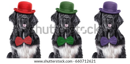 Drawing dog breed Newfoundland portrait oil painting on a white background. A dog in a hat and with a bow. set illustration funny dogs, Hand drawn home pet. Digital painting.  