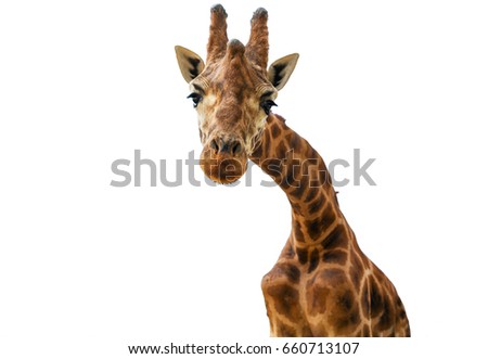 portrait of a giraffe looking at the camera isolated on white background