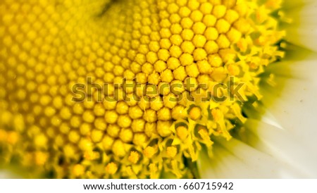 The center of a daisy flower is a matrix of yellow stamens. Macro photography as a distinct vegetative natural background on the theme of environmental protection.