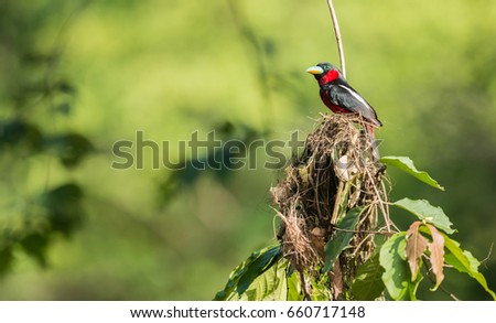Black-and-red Broadbill (Cymbirhynchus macrohynchus) bird, standing on nest