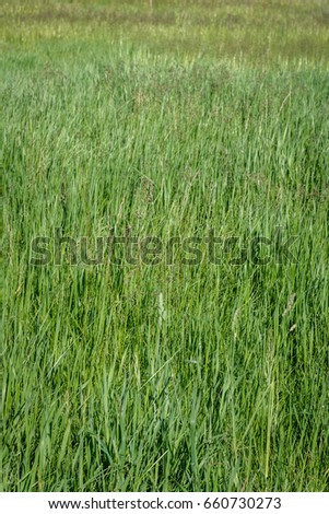 Tall spring grass in the park as a background
