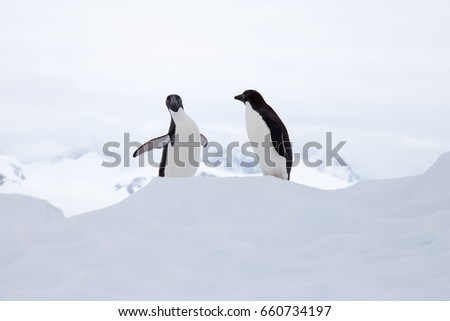 Adelie penguins, Antarctic Peninsula