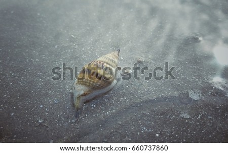 Shells that walked on the sand were swept into the sea.