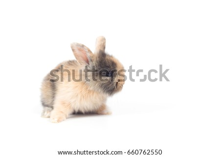 Young small new born rabbit on white background