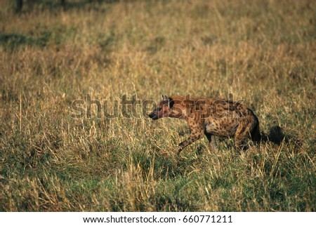 Spotted Hyena Stalking Prey