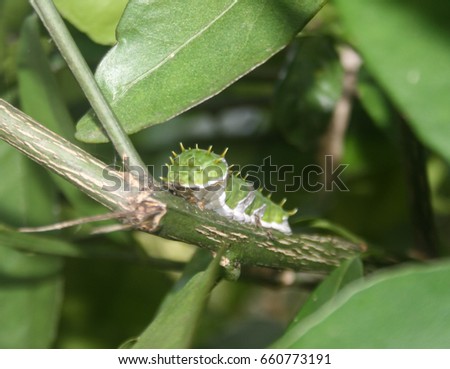 A camouflaged Orchard Swallowtail Caterpillar (Papilio Aegeus) in Brisbane, Australia. 