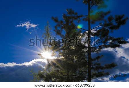 Unusual landscape: contrasting silhouettes of pines and birches against the bright day sun: the concept of power of the elements