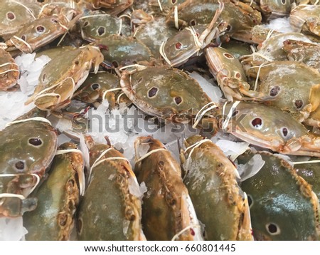 Zooming closeup view of tied horse crabs or blue swimming crab on iced tray in a restaurant