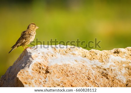 Rock Sparrow on rock. Green Nature Background.