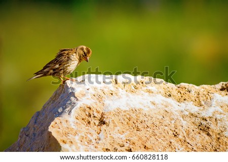 Rock Sparrow on rock. Green Nature Background.