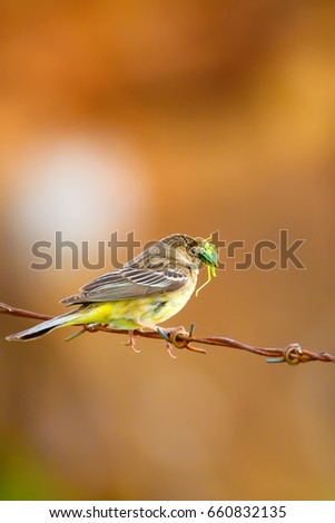 Cute bird on barbed wire. Orange nature background.
Black headed Bunting