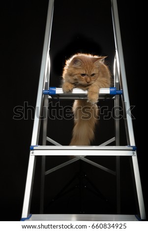 Ginger Persian Kitten Sitting on Metal Ladder Isolated on Black Background