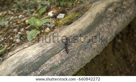 Kissing ants on the wood. Slovakia