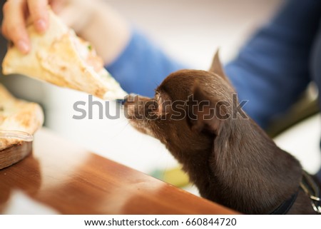 Cute brown chihuahua dog going to eat pizza in restaurant