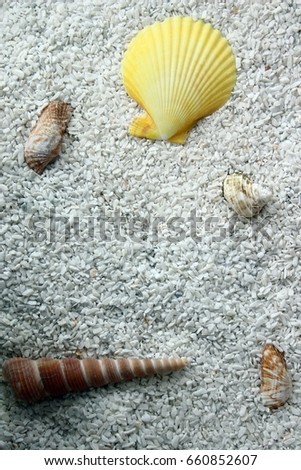 Yellow shell And small shell Placed on a small white stone.