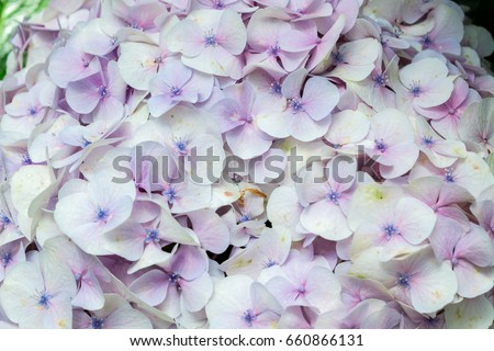 purple and white flower  pastel