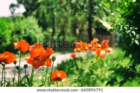 Red poppies flowers in traditional park in Ukraine