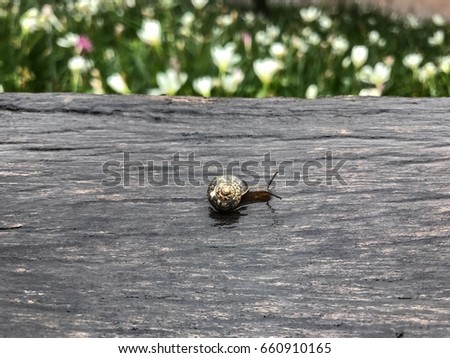 Little black snail on the table in raining day, close-up view,Blurred background