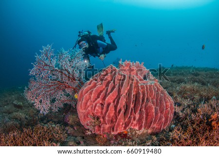 Diver behind a fan and sponge in Bali / Indonesia Royalty-Free Stock Photo #660919480