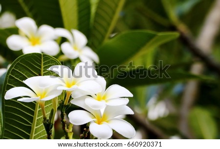 plumeria or frangipani blossom on the plume tree