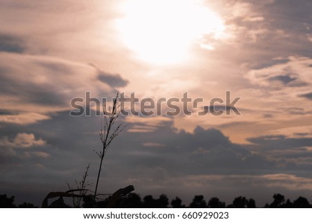 grass flower with silhouette of trees on sunset