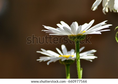 garden of daisies close up