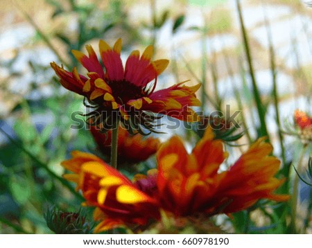 macro photo with vivid decorative flowers colorful Daisies on a blurred background of garden green vegetation and herbs as the source for design, advertising, print, decorating,