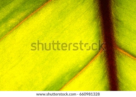 bodhi leaf macro pattern of green