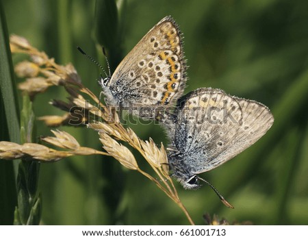 Reproduction of butterflies in the nature