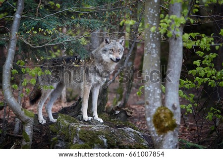 Close up photo Eurasian wolf, Canis lupus standing on rock and staring to the fresh green colored spring forest, side view. East Europe.