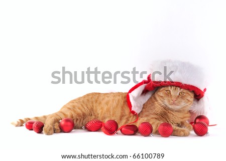 Yellow Cat in Christmas Settings