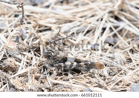 sand cricket