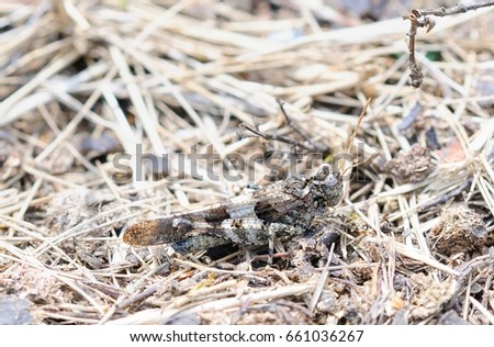 sand cricket