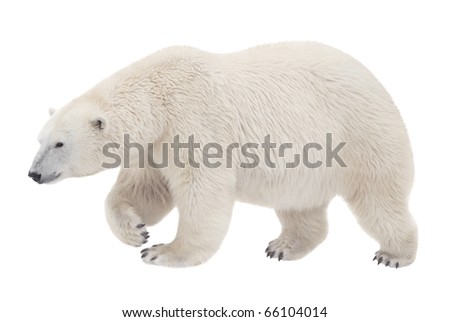 Polar bear isolated on white background Royalty-Free Stock Photo #66104014