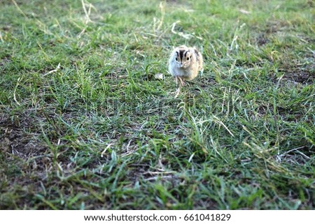 pheasant chick in green garden,sunny day