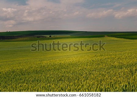 Beautiful wheat field in summer.