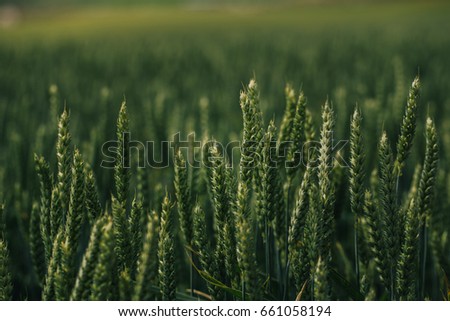 Beautiful wheat field in summer.