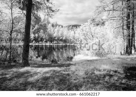 forest lake in hot summer day in countryside. infrared image