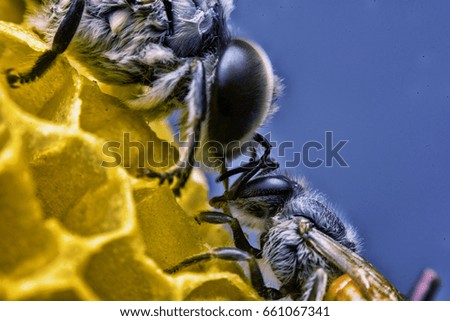 two bees take care of honeycomb