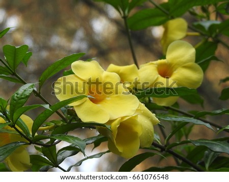 golden trumpet Flowers with water drops, Allamanda cathartica, common trumpet vine, yellow allamanda, with leaves