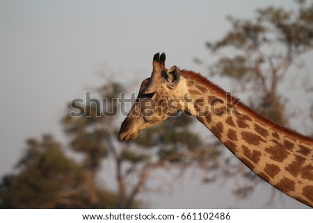 Beautiful giraffe at the Okavango delta